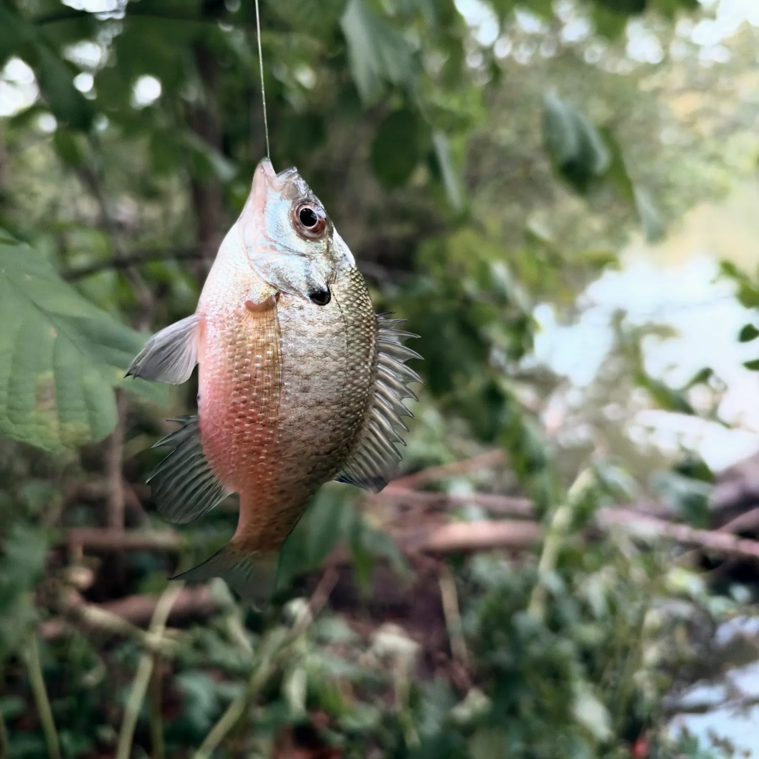 Bluegill caught on Fishbrain