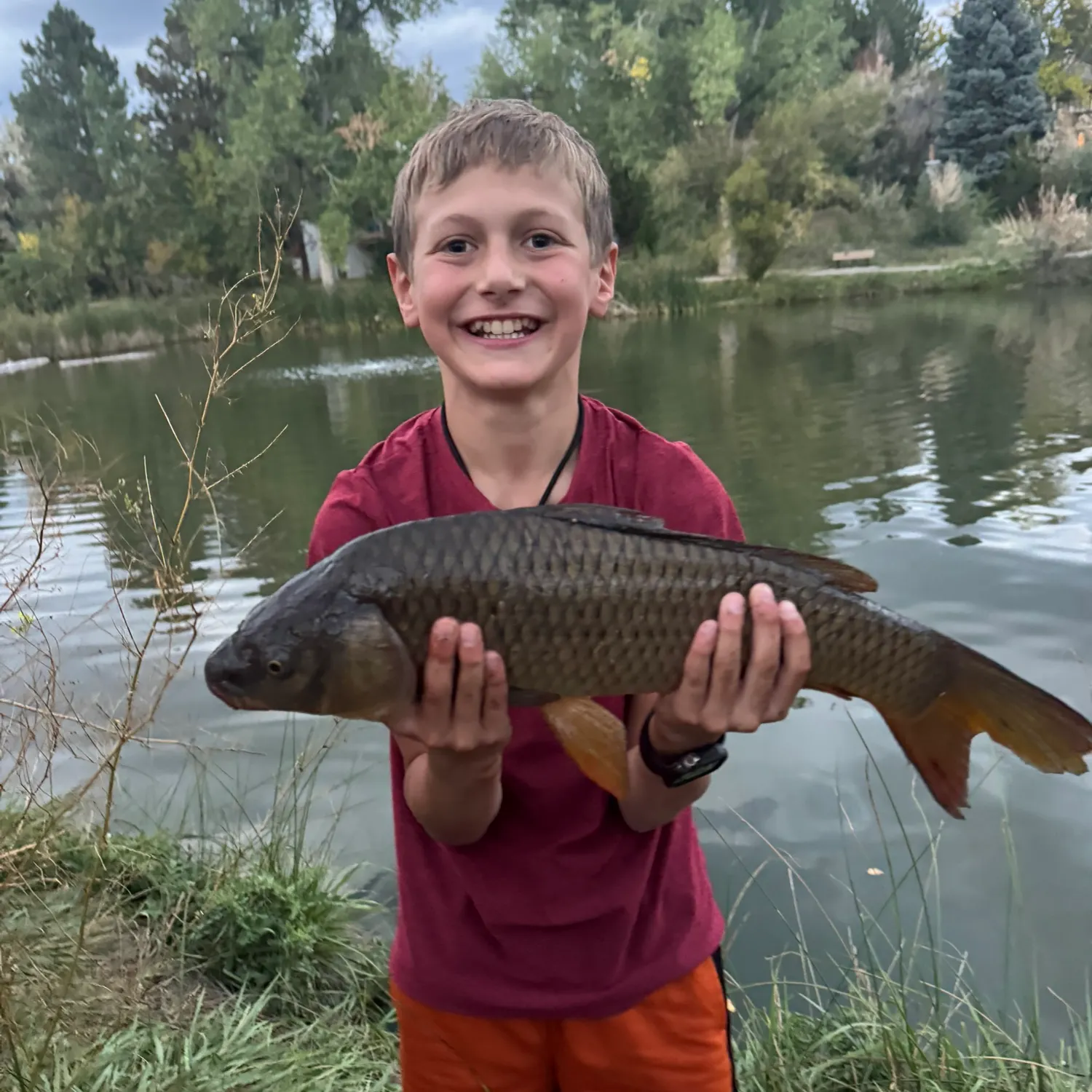 Common carp caught on Fishbrain
