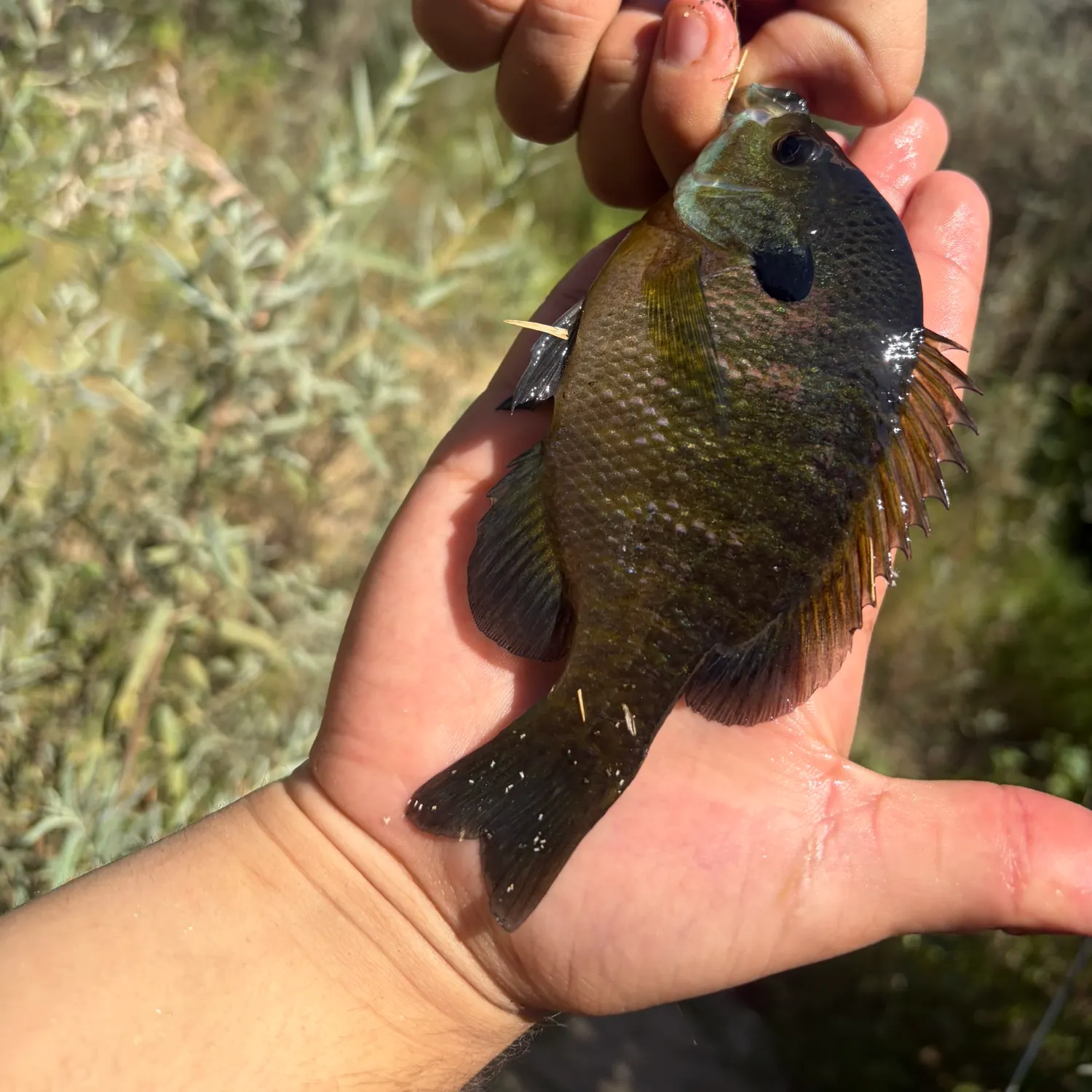 catch
