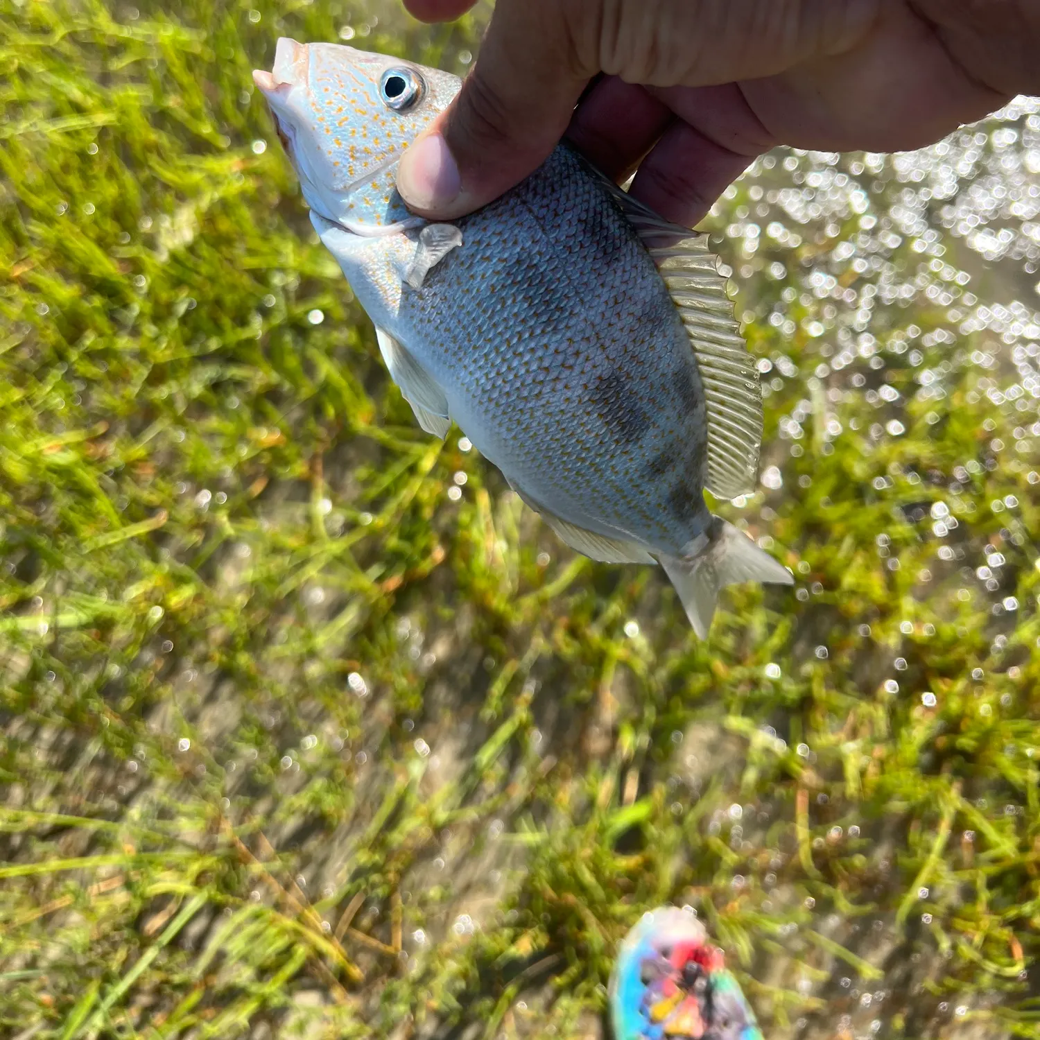 Pigfish caught on Fishbrain
