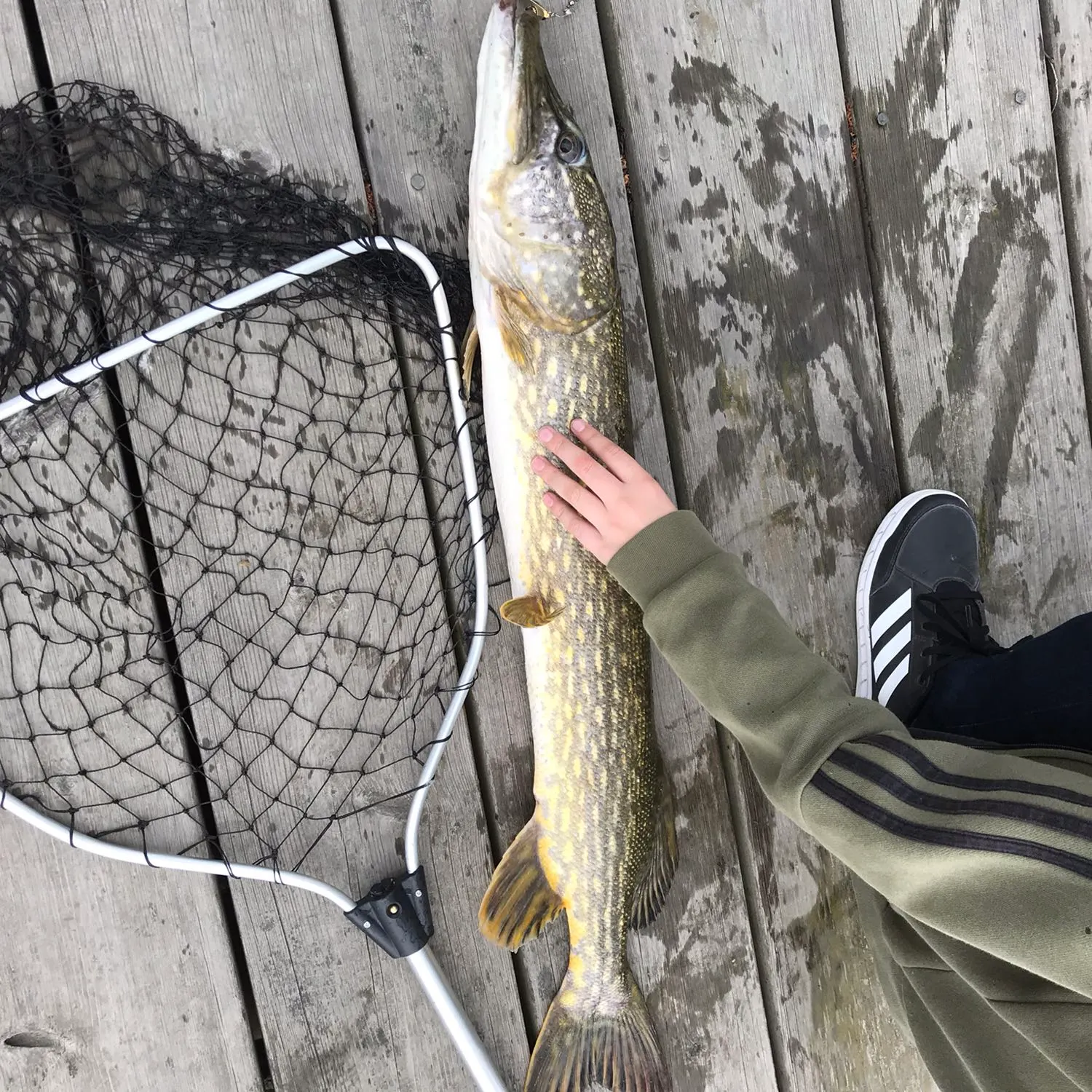 Fish caught on Fishbrain