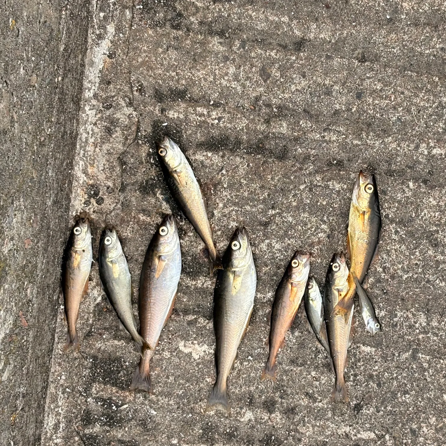 recently logged catches