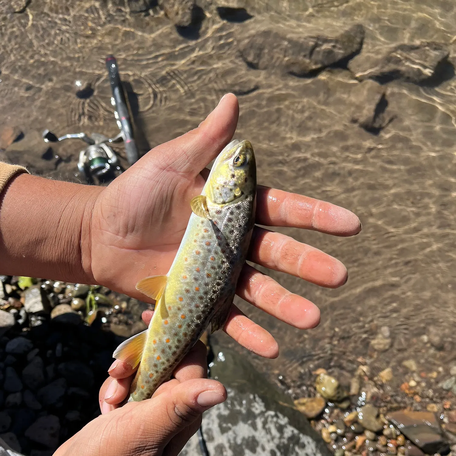 Lake trout caught on Fishbrain