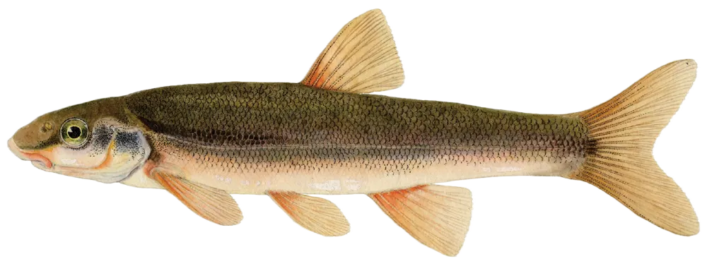 Longnose dace