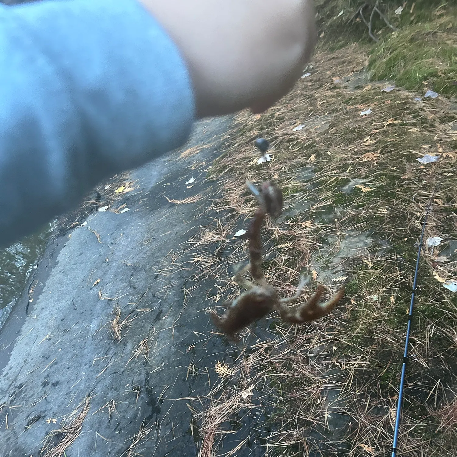 Rusty crayfish caught on Fishbrain
