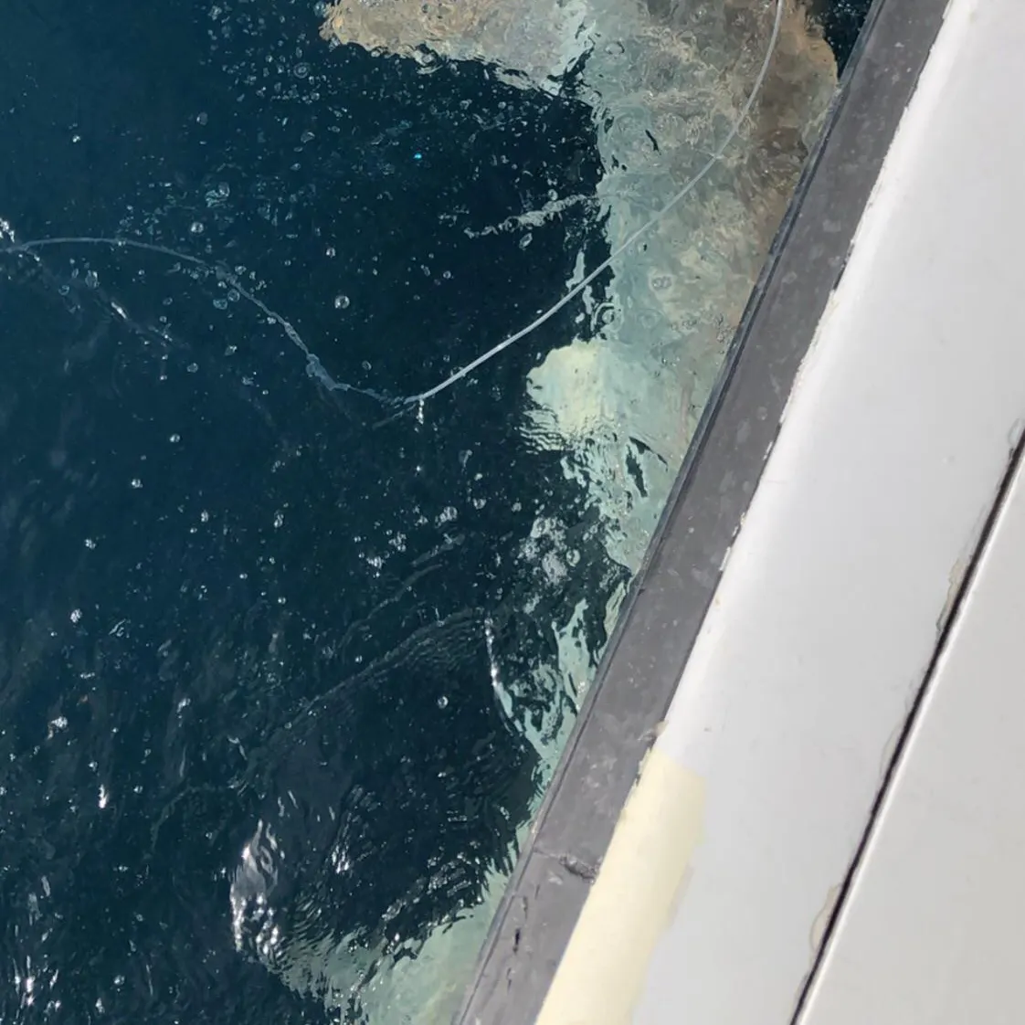The most recent Great hammerhead shark catches on Fishbrain