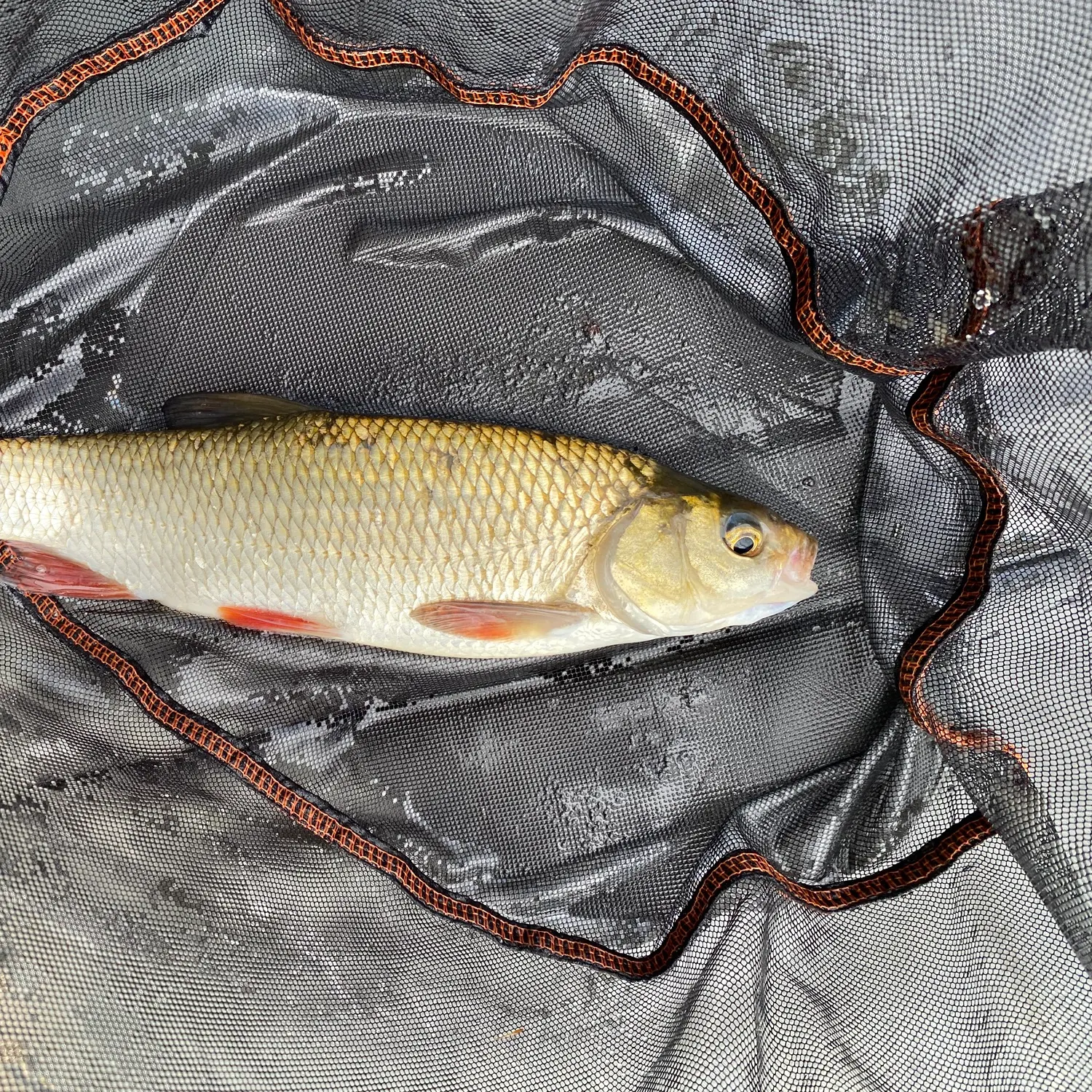 Common rudd caught on Fishbrain