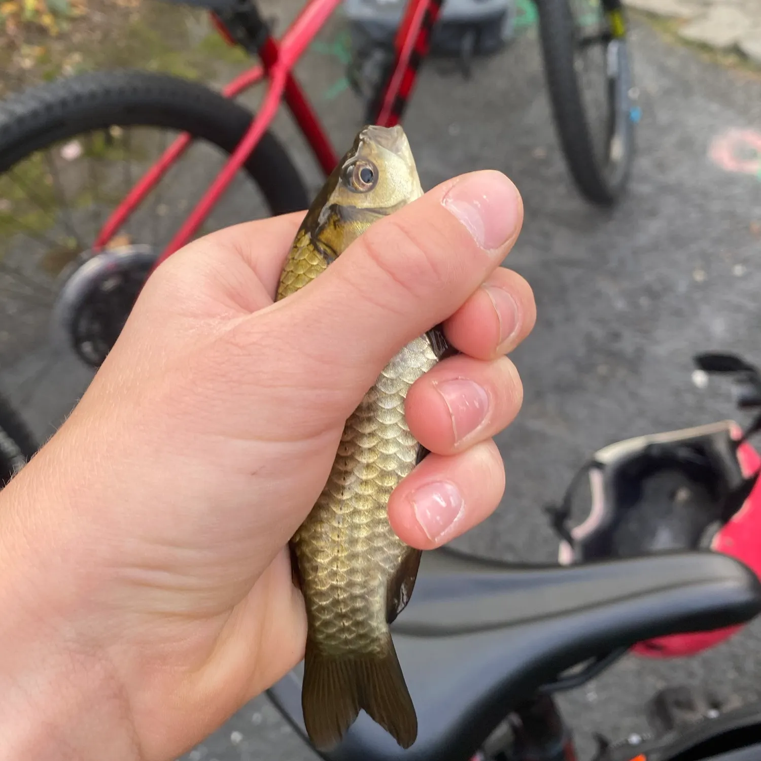 Crucian carp caught on Fishbrain