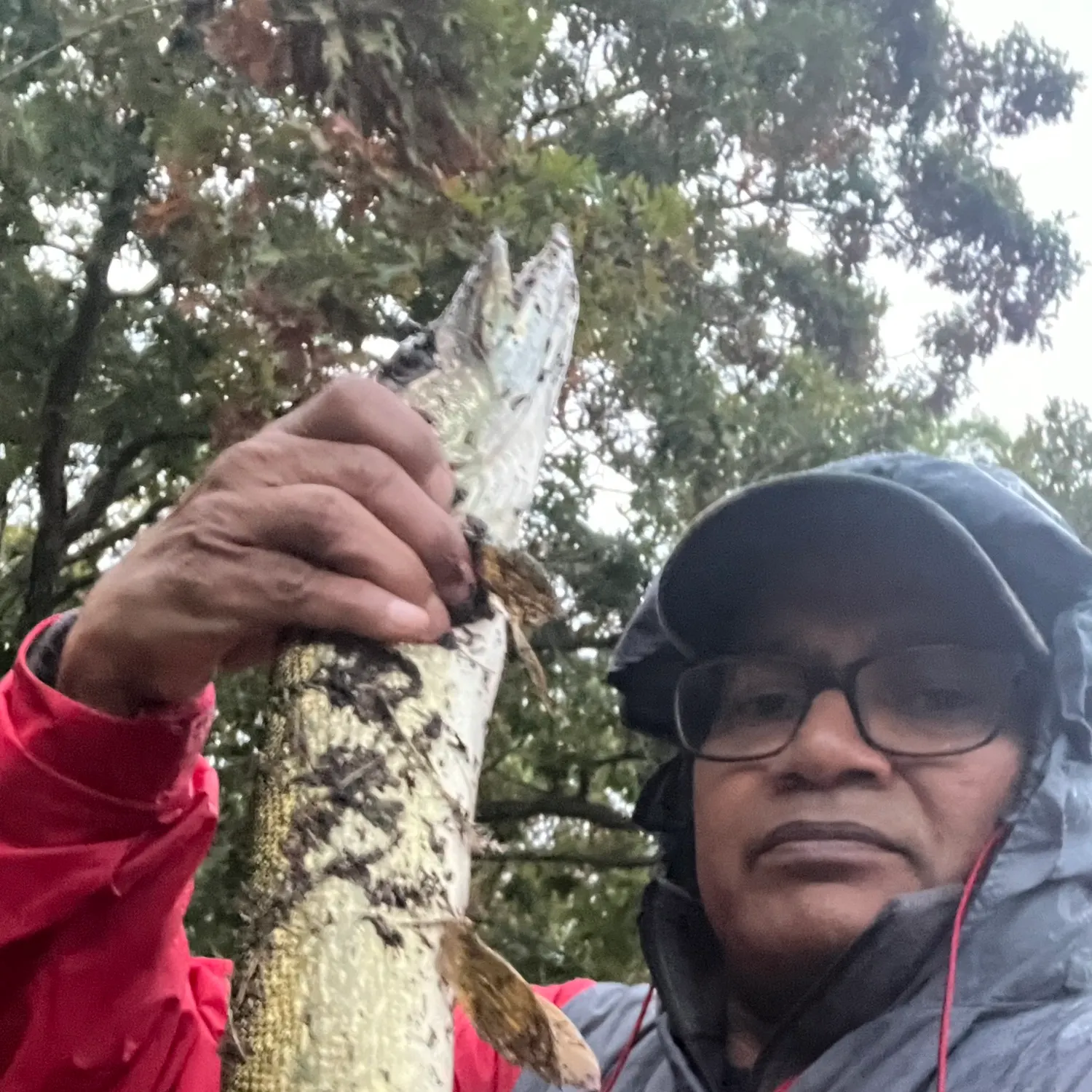 Northern pike caught on Fishbrain