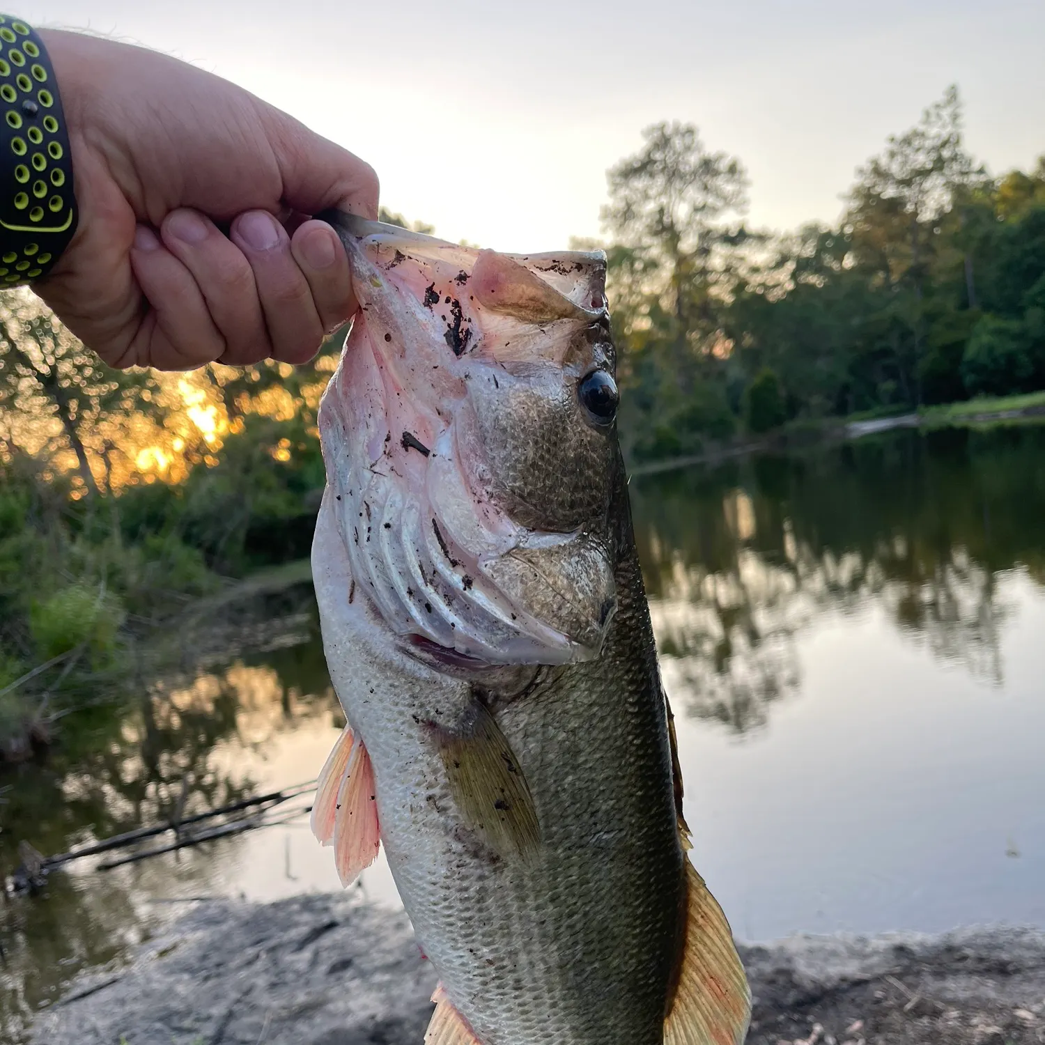 The most recent Largemouth bass catches on Fishbrain