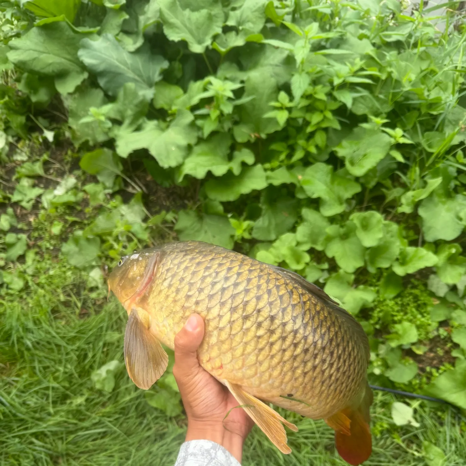 Common carp caught on Fishbrain