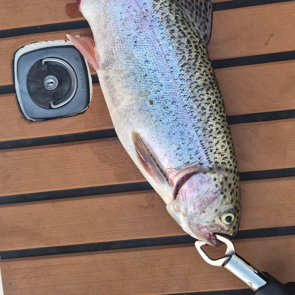Rainbow trout caught on Fishbrain