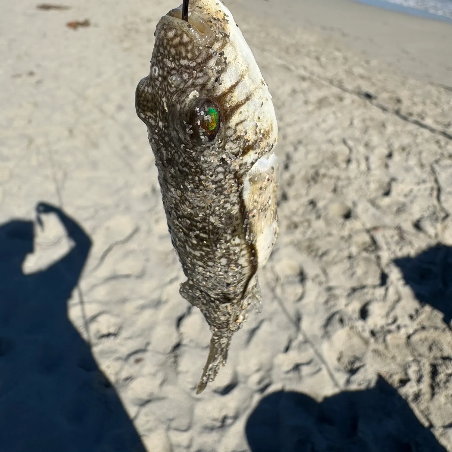 The most recent Common toadfish catches on Fishbrain