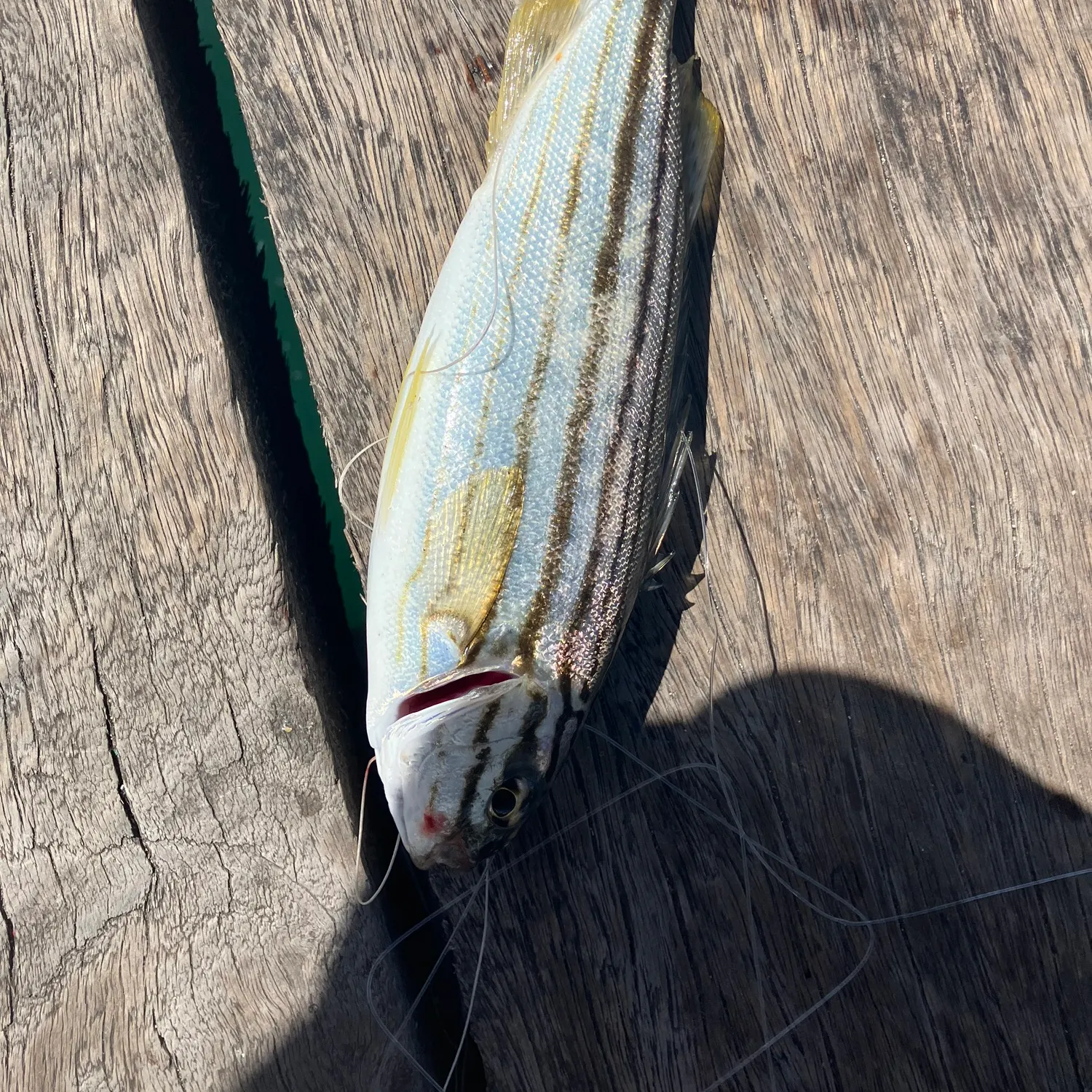 The most recent Blue moki catches on Fishbrain