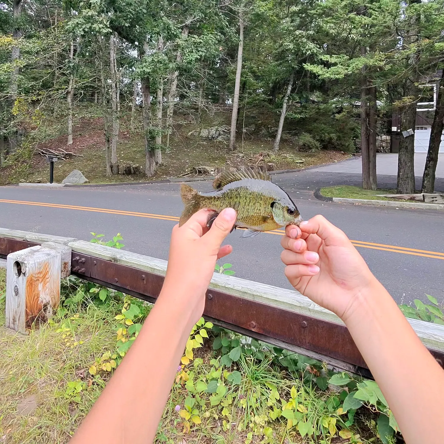 Bluegill caught on Fishbrain