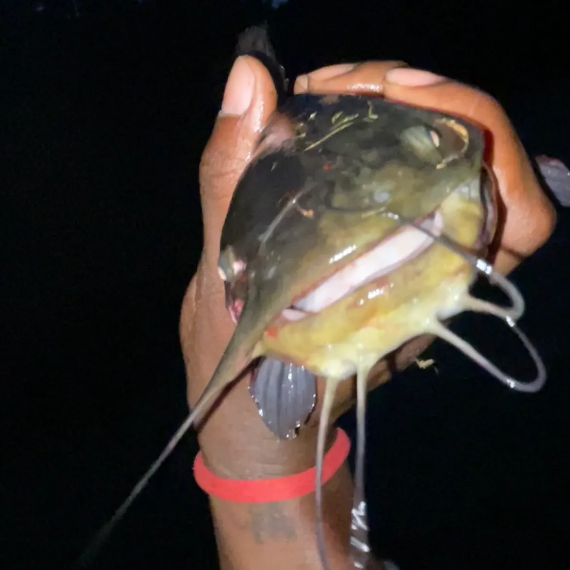 Brown bullhead caught on Fishbrain