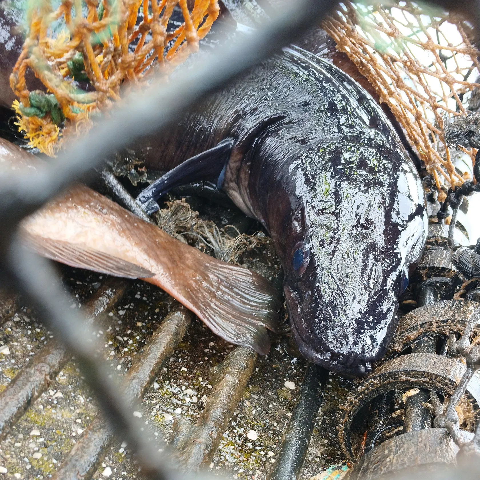 The most recent European conger catches on Fishbrain