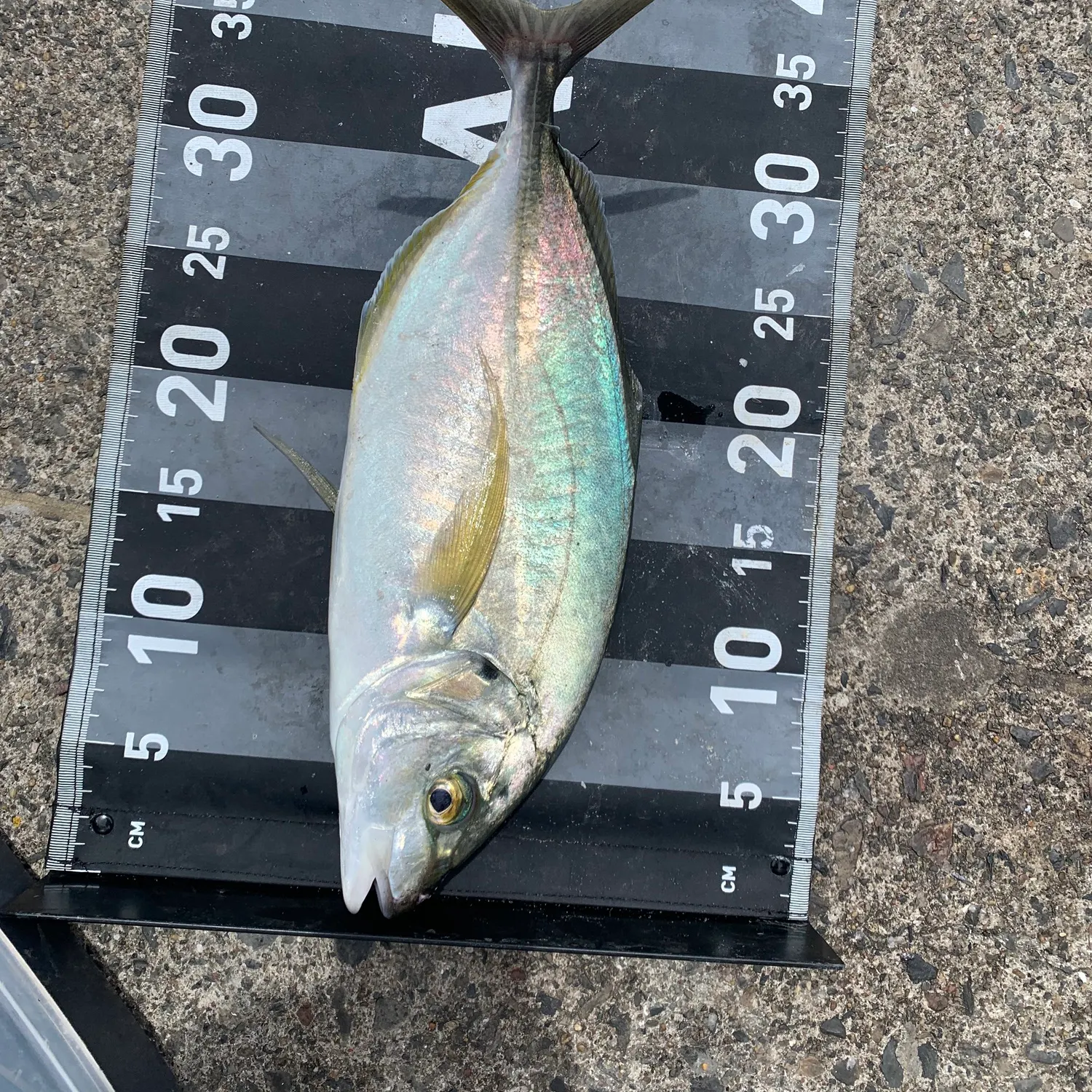 The most recent White trevally catches on Fishbrain