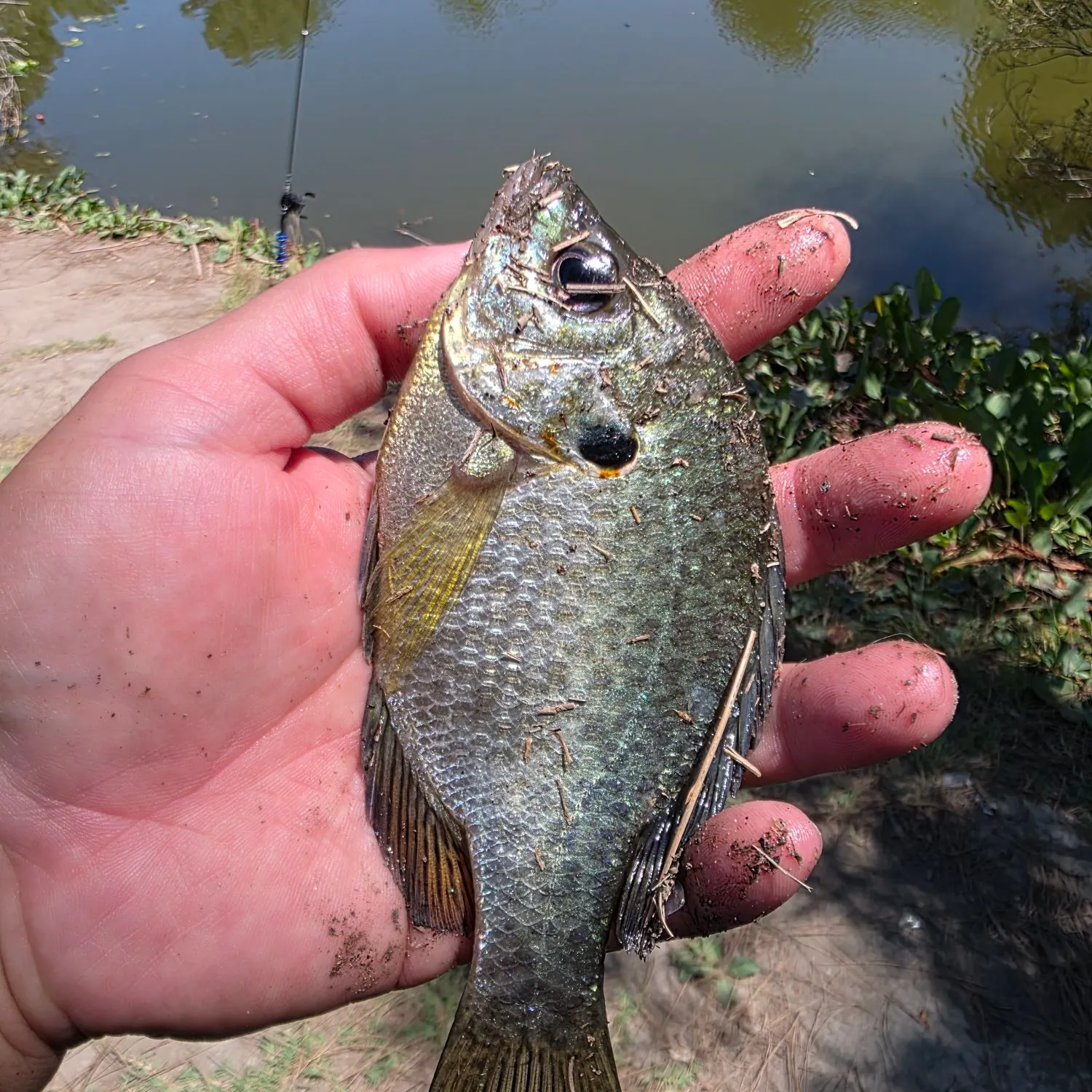 Bluegill caught on Fishbrain