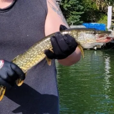 Northern pike caught on Fishbrain