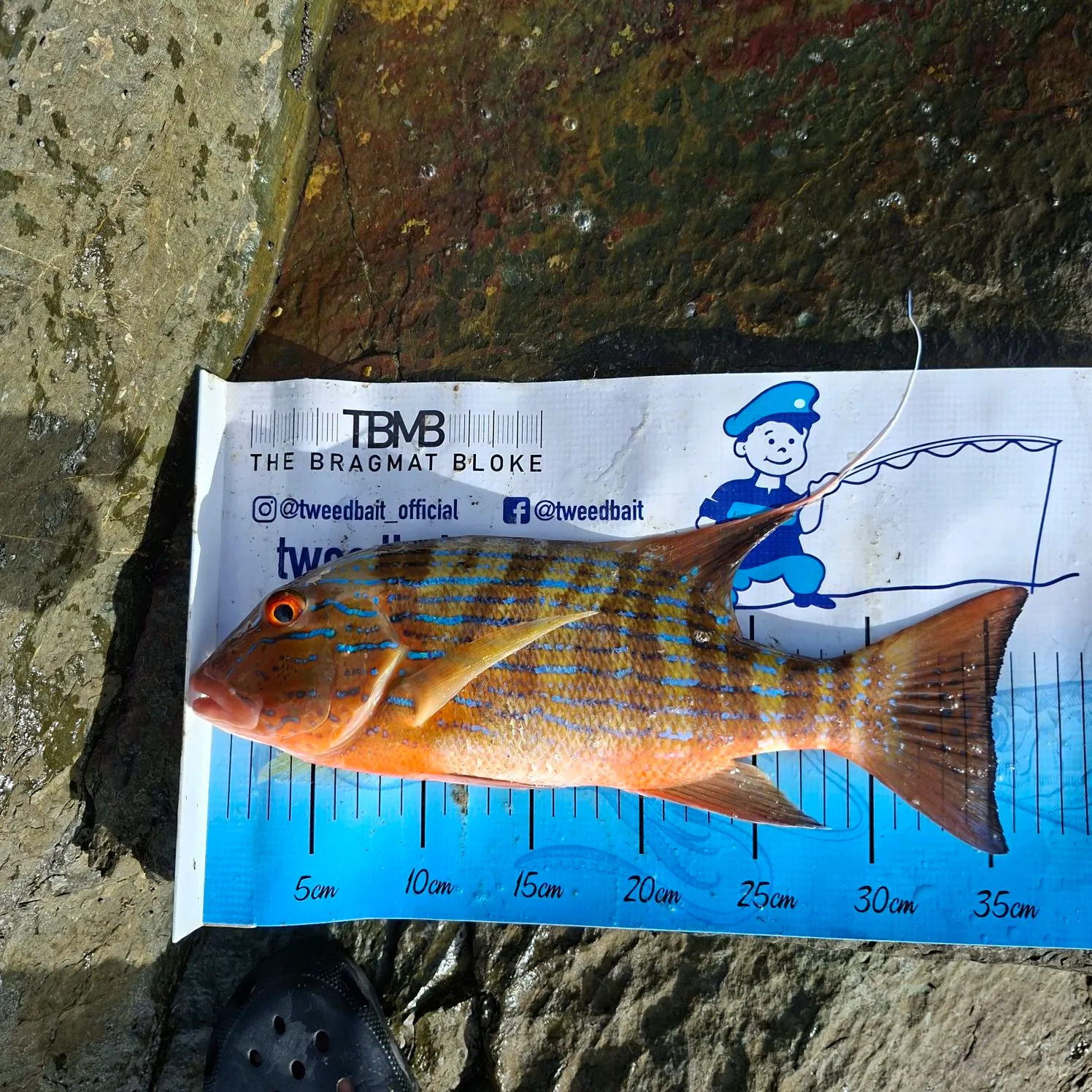 The most recent Chinaman snapper catches on Fishbrain