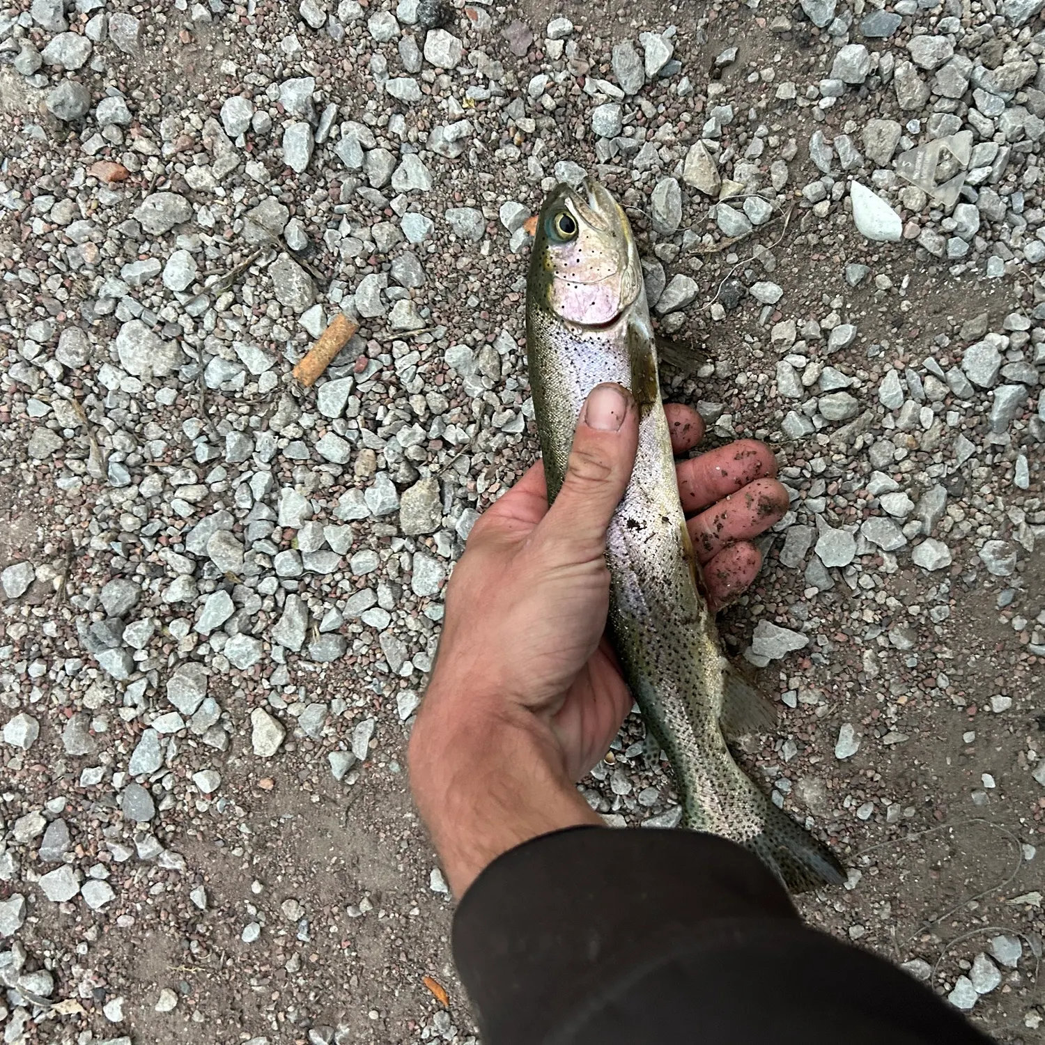 Rainbow trout caught on Fishbrain