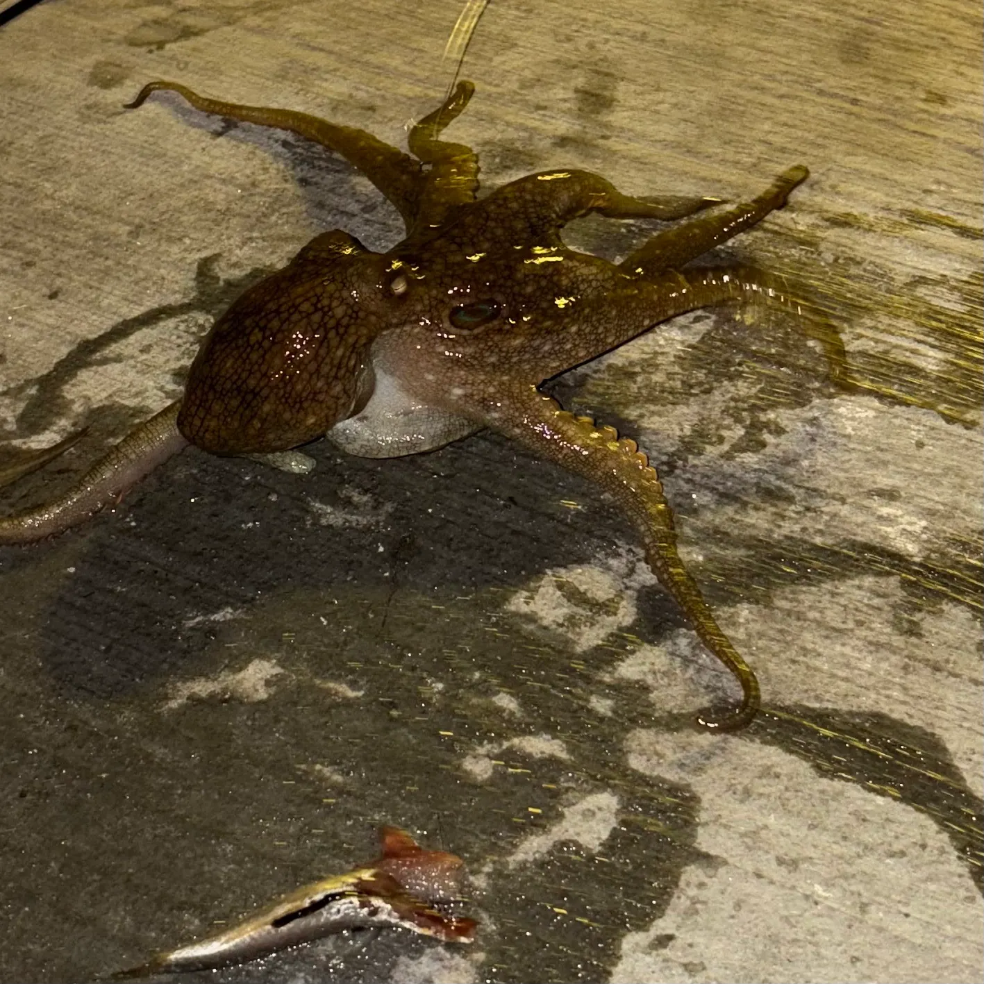 The most recent California two-spot octopus catches on Fishbrain