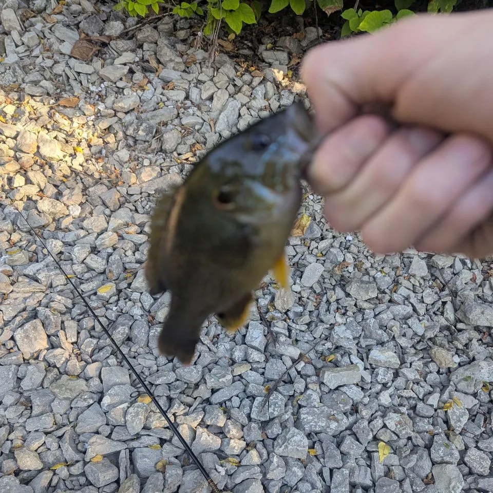 Green sunfish caught on Fishbrain
