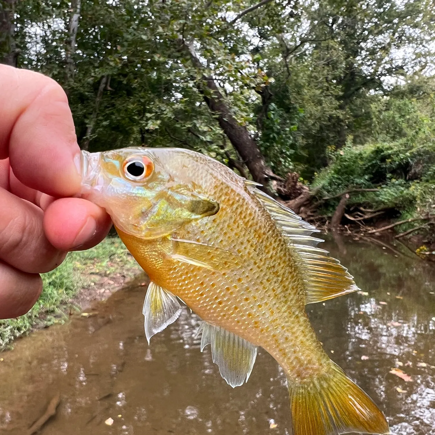 Redbreast sunfish caught on Fishbrain