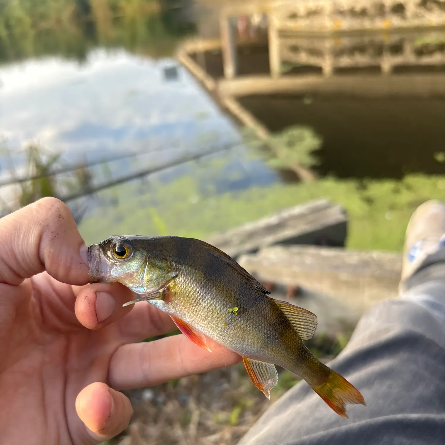 European perch caught on Fishbrain