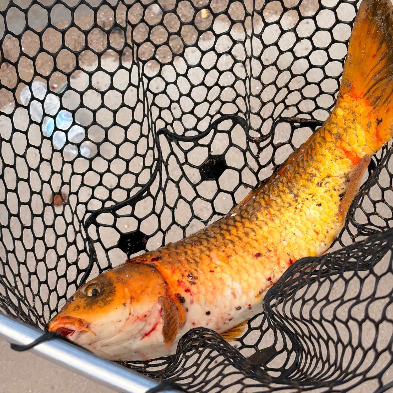 The most recent Koi carp catches on Fishbrain