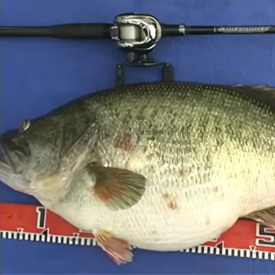 Largemouth bass caught on Fishbrain