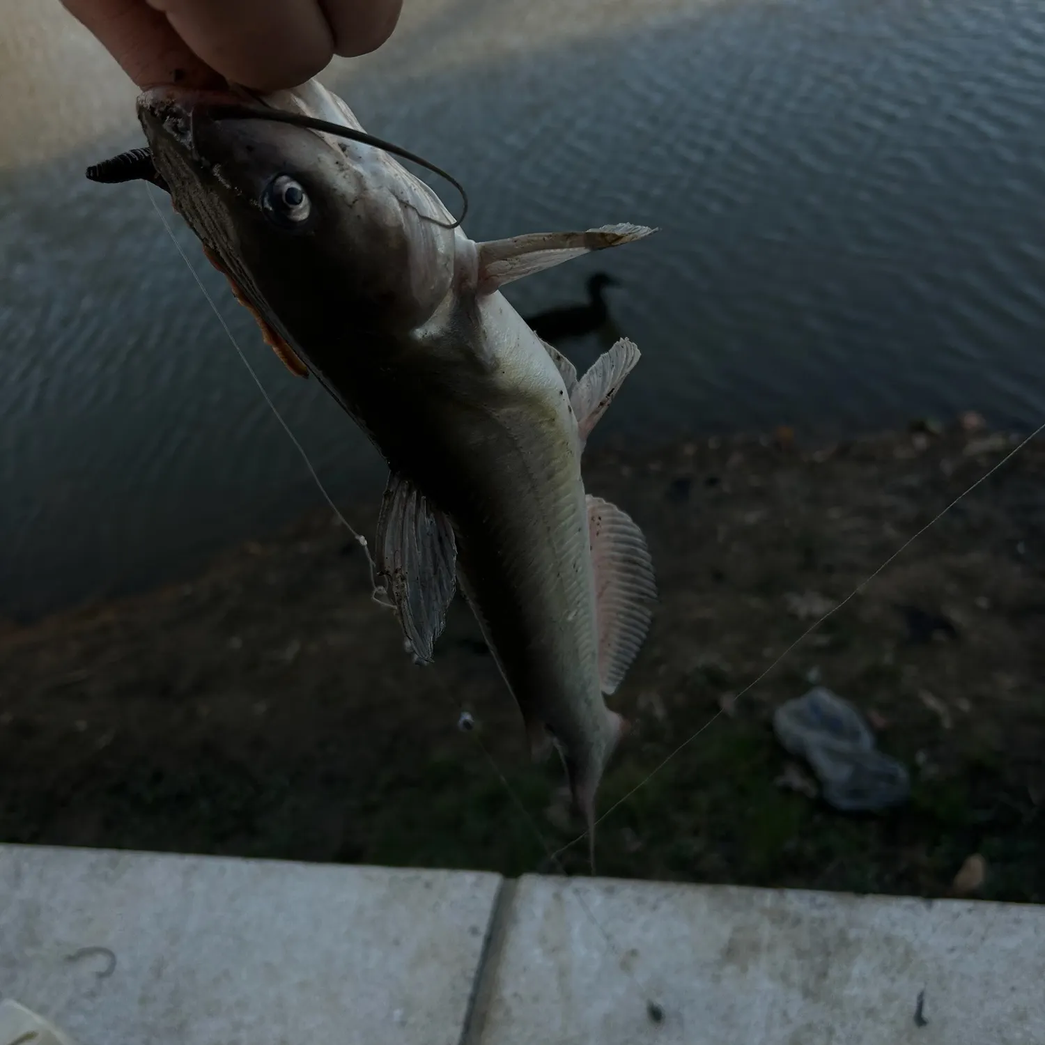 Channel catfish caught on Fishbrain