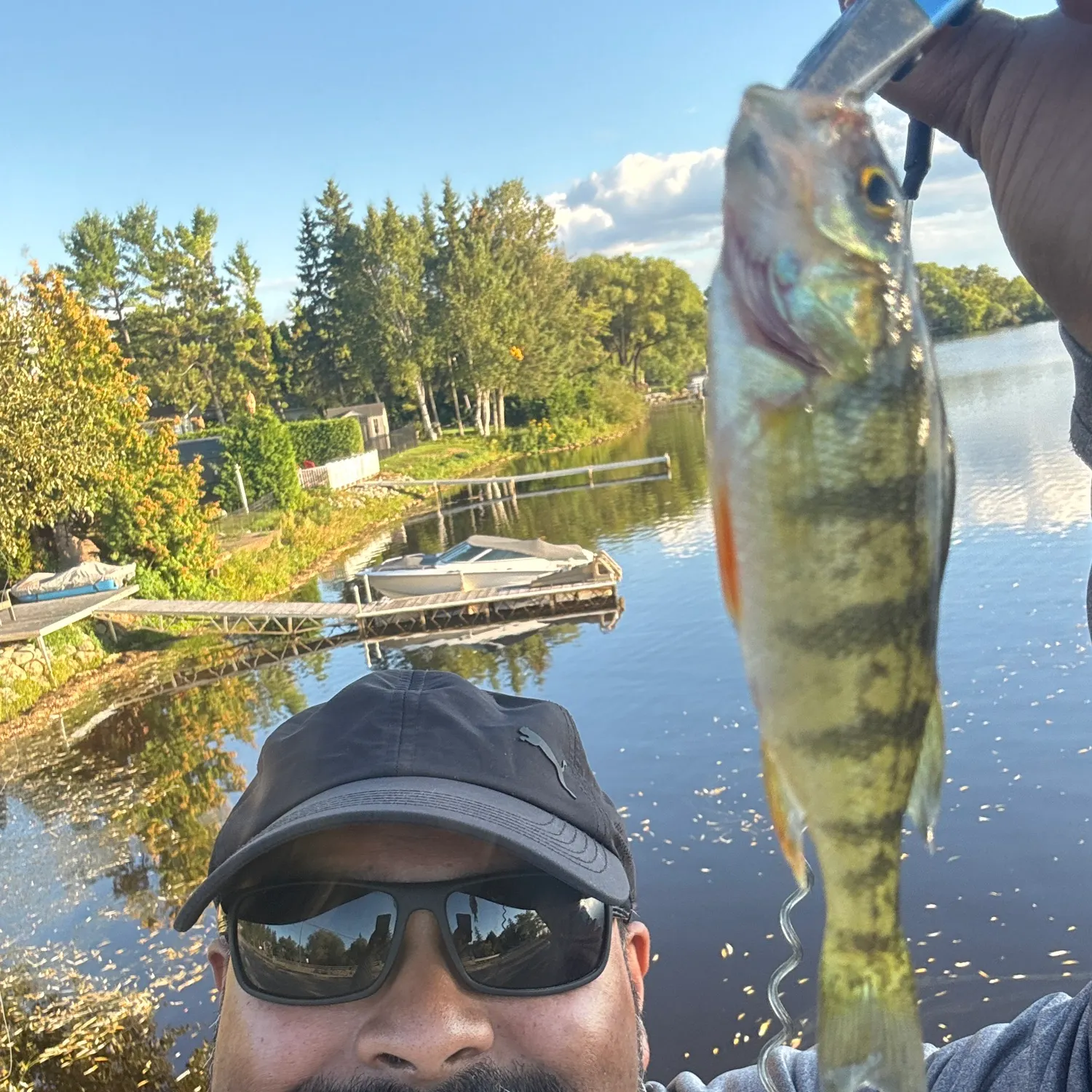 Yellow perch caught on Fishbrain