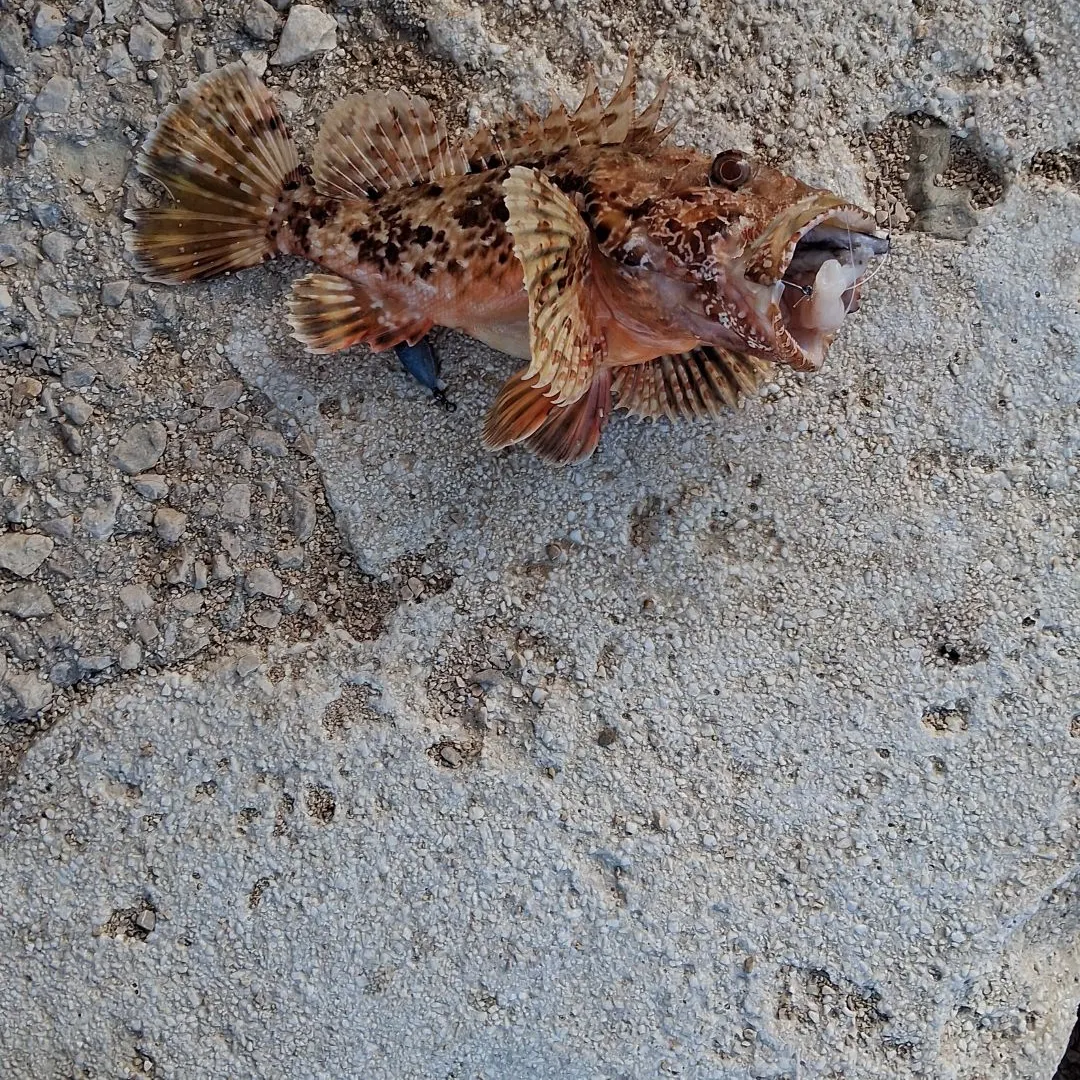 The most recent Small red scorpionfish catches on Fishbrain
