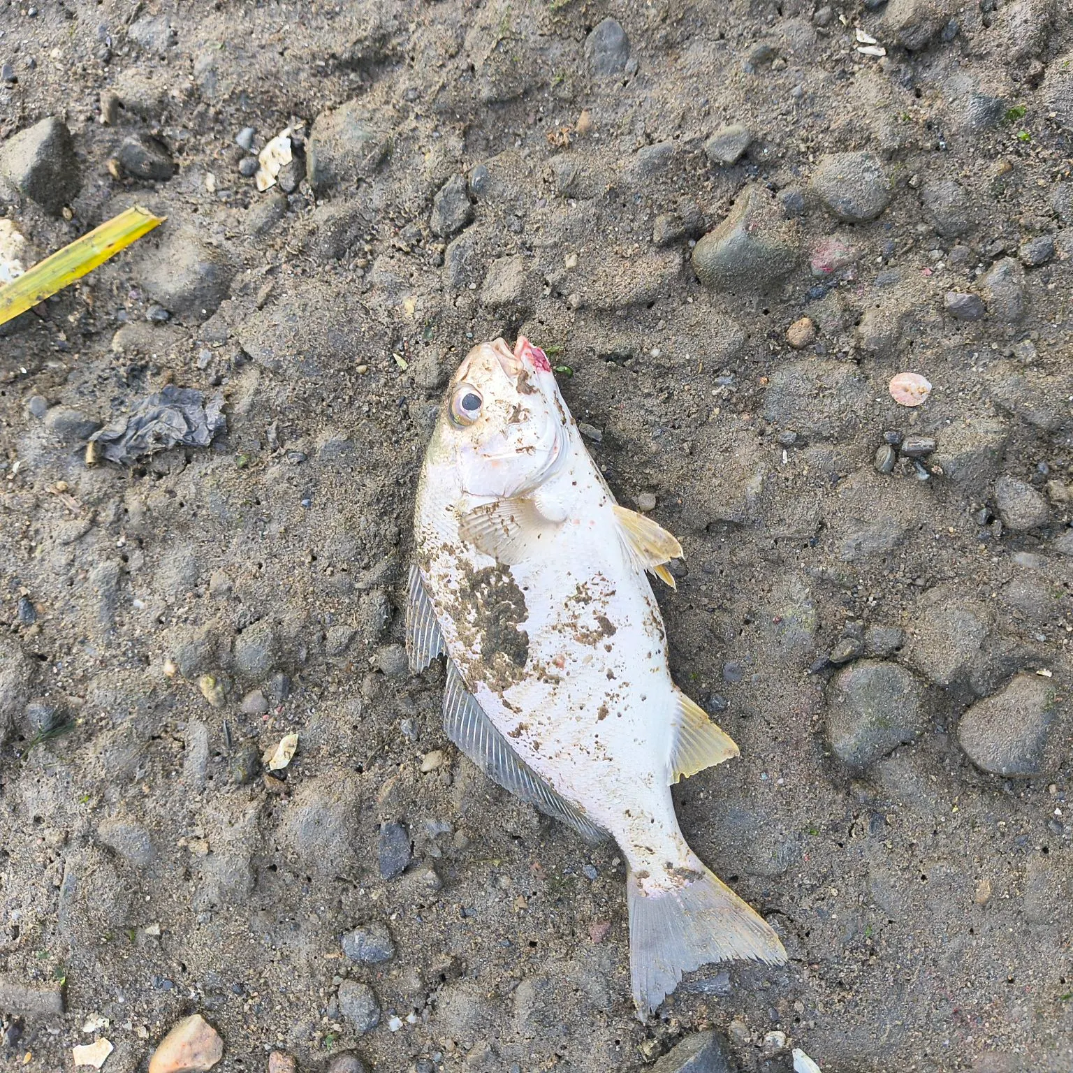 Spot croaker caught on Fishbrain