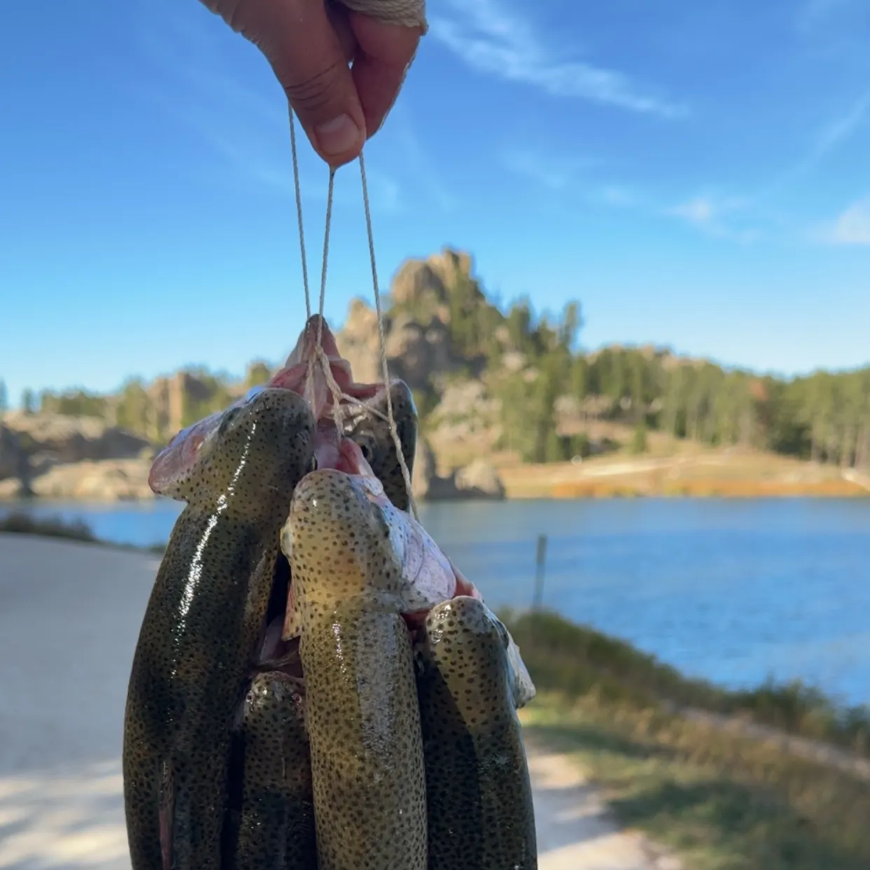 Rainbow trout caught on Fishbrain