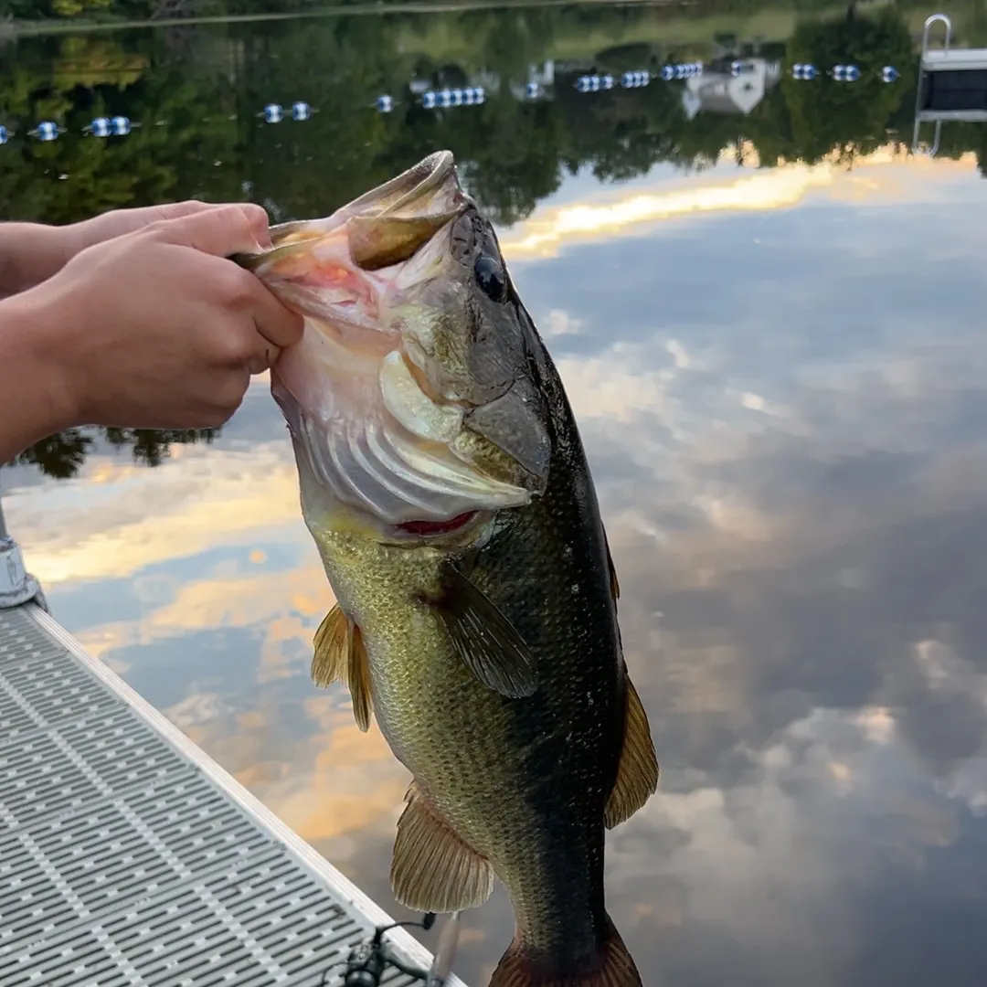 Largemouth bass caught on Fishbrain