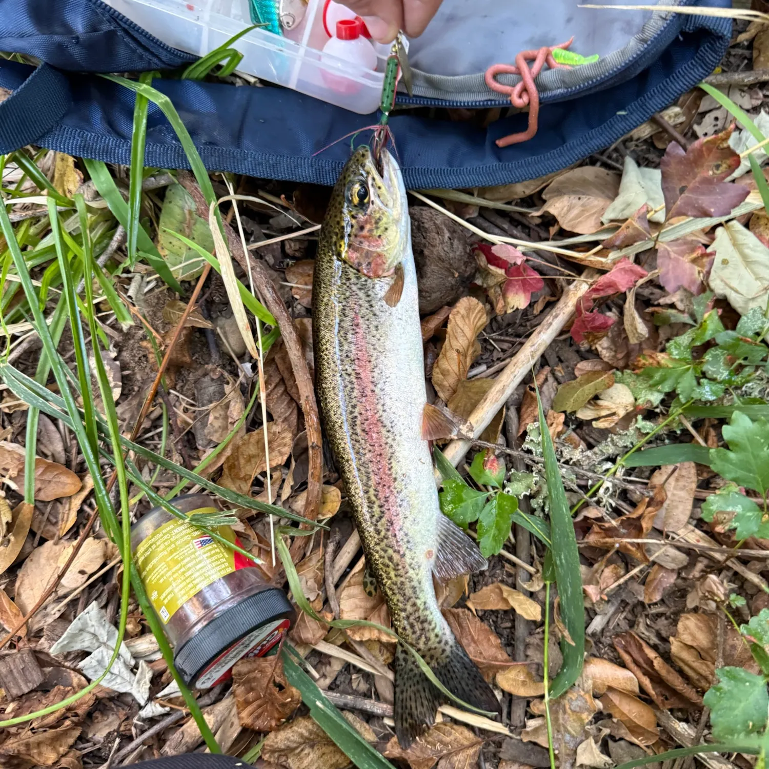Rainbow trout caught on Fishbrain