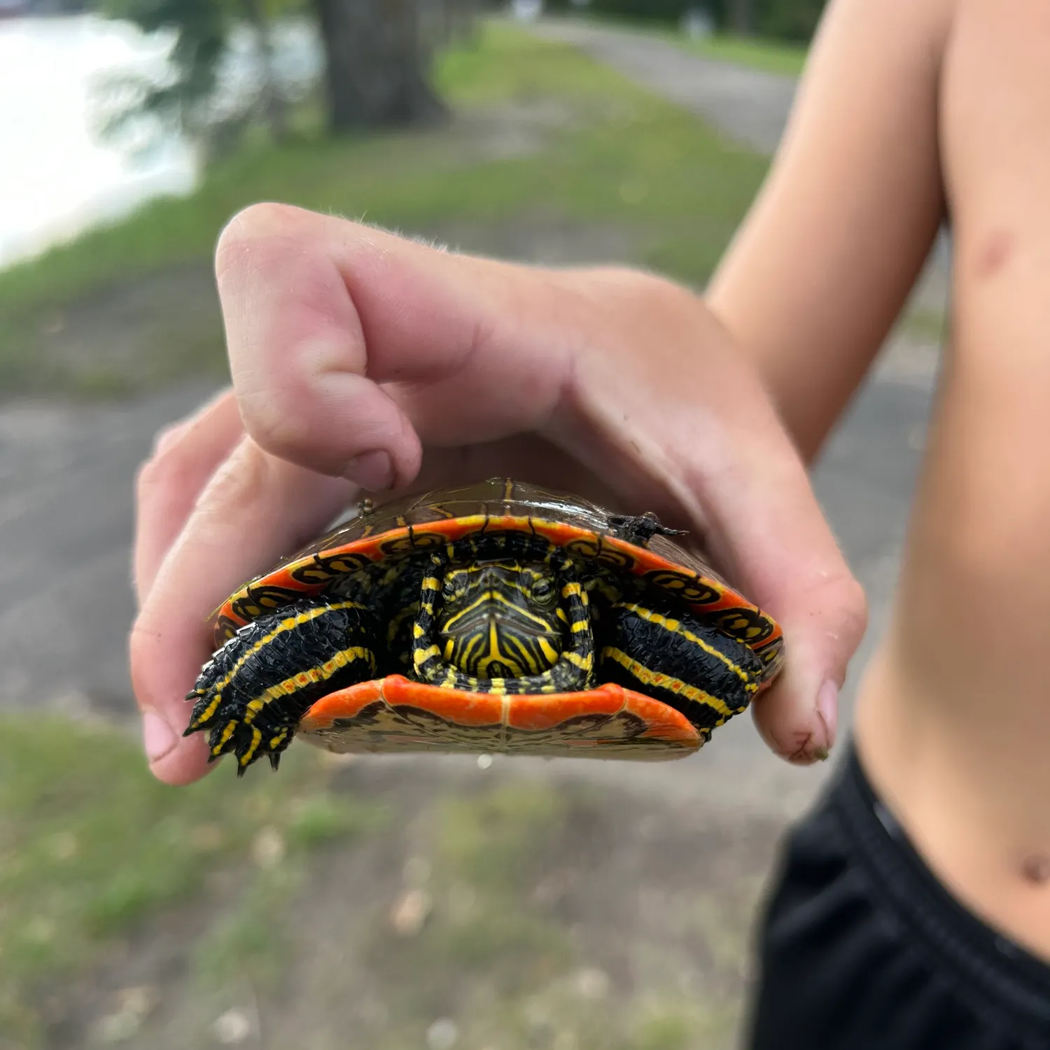 Painted turtle caught on Fishbrain