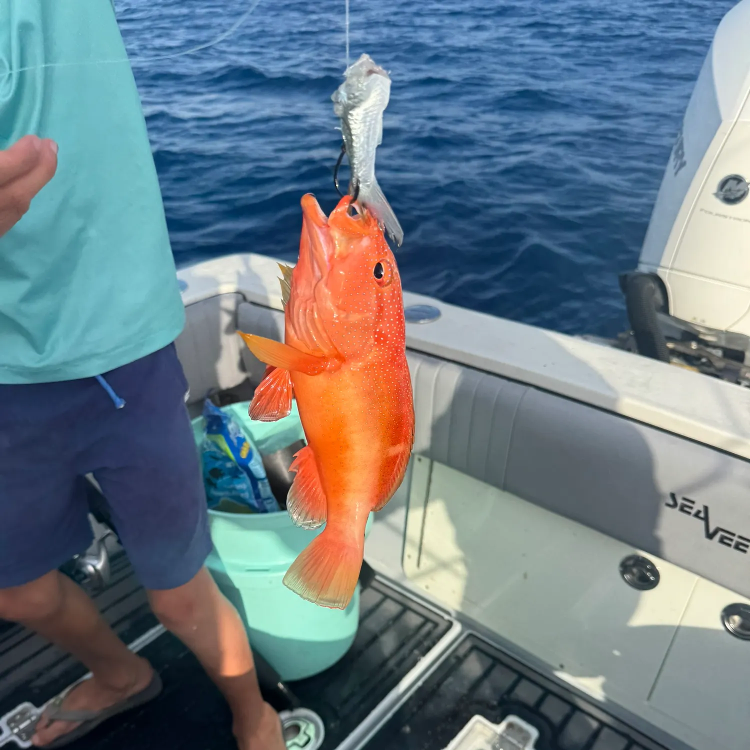 The most recent Coney grouper catches on Fishbrain