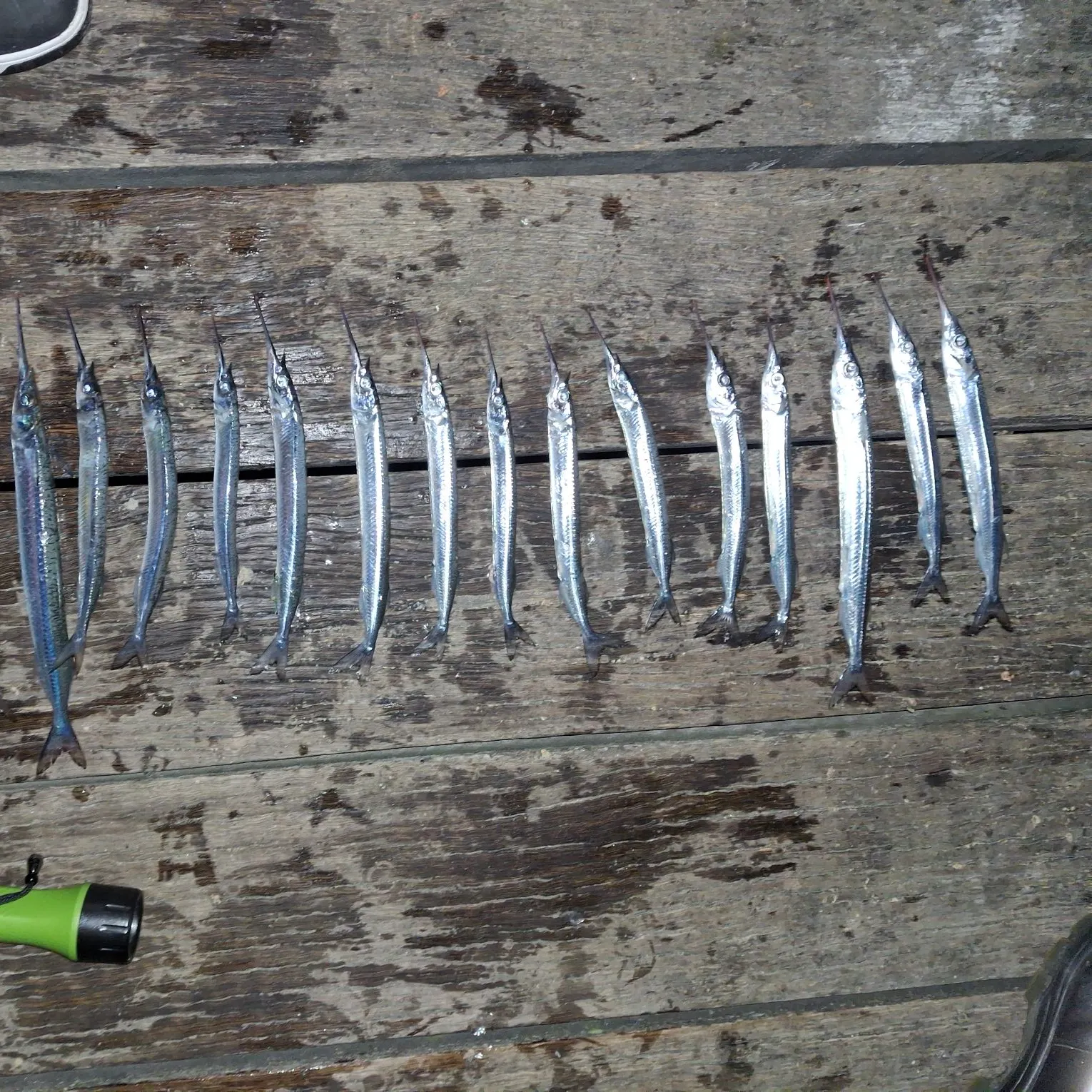 The most recent Southern garfish catches on Fishbrain