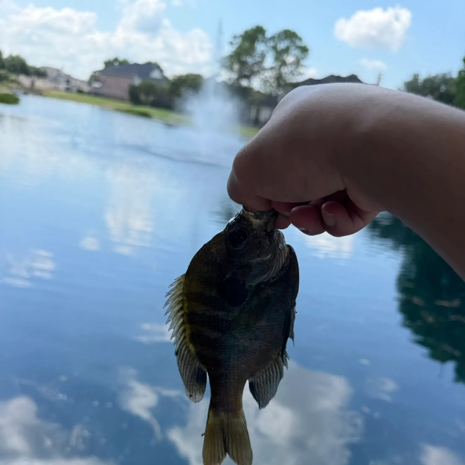 Fish caught on Fishbrain
