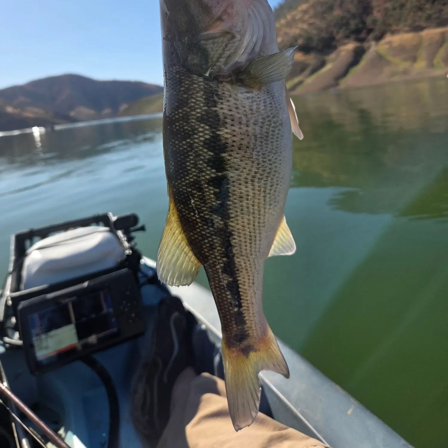 Spotted bass caught on Fishbrain