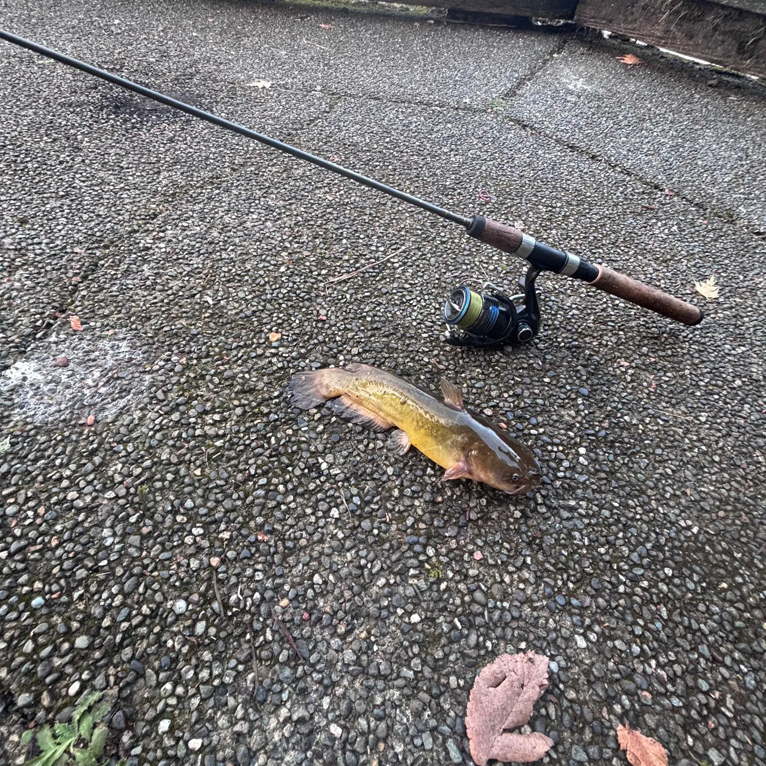 Yellow bullhead caught on Fishbrain