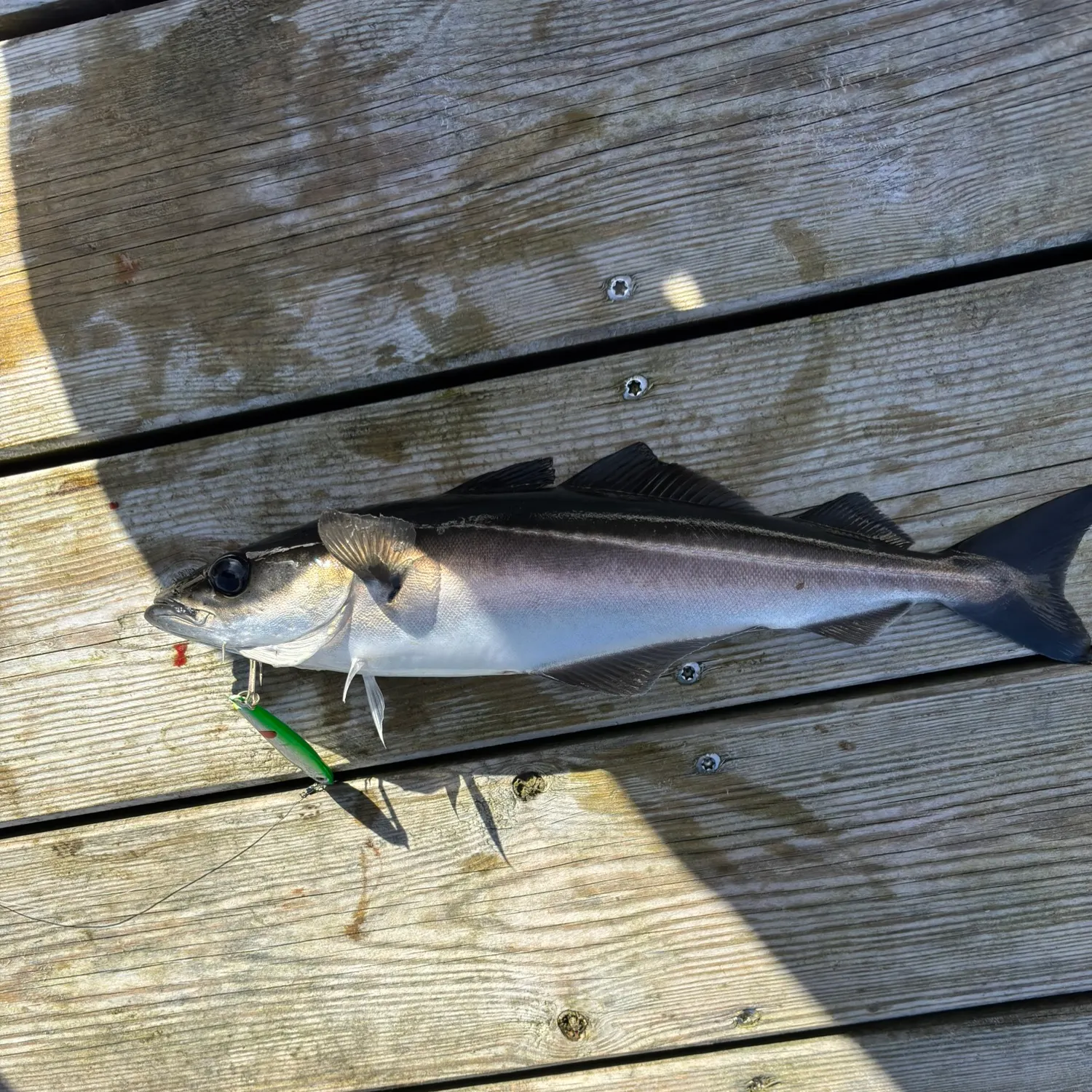 The most recent Atlantic pollock catches on Fishbrain