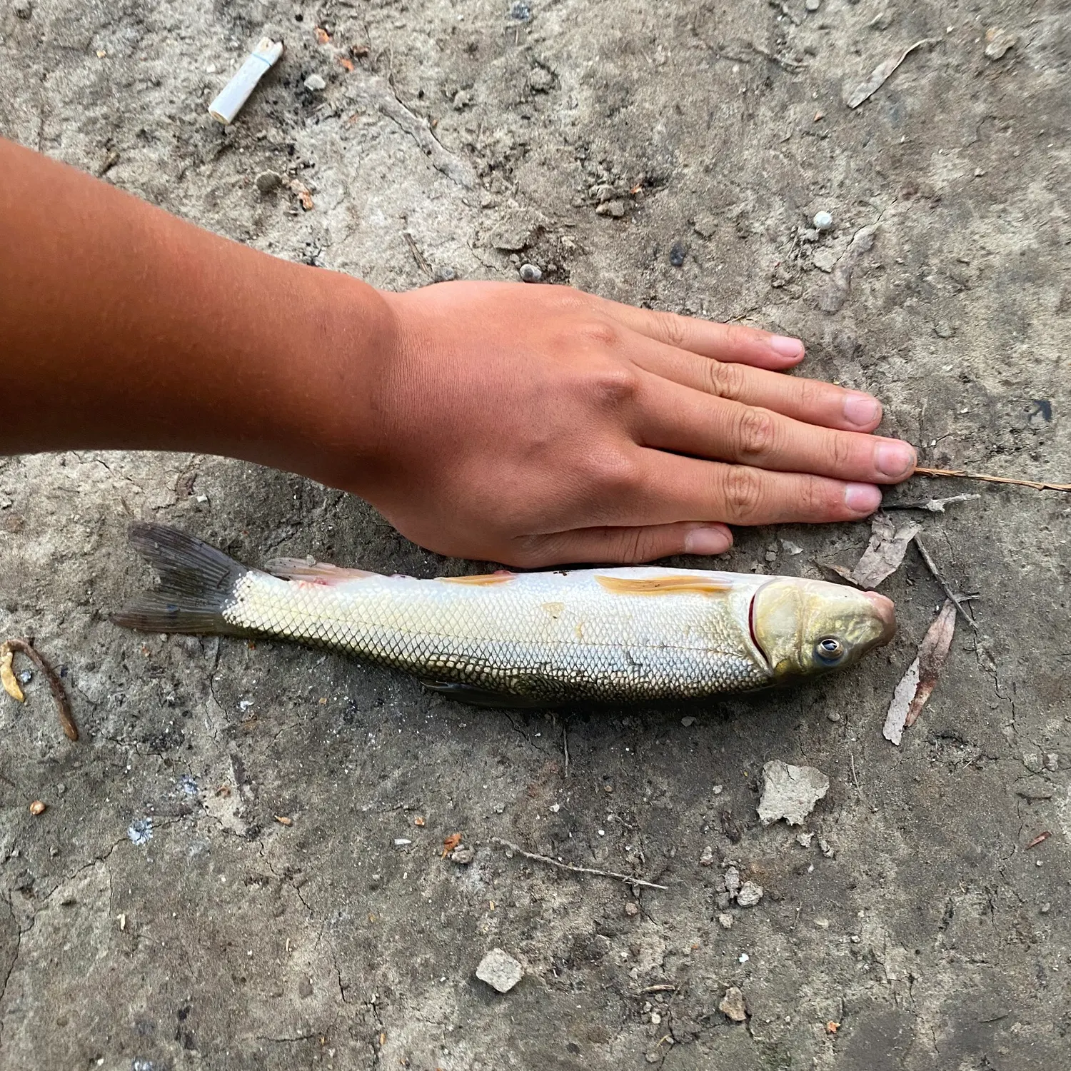 White sucker caught on Fishbrain
