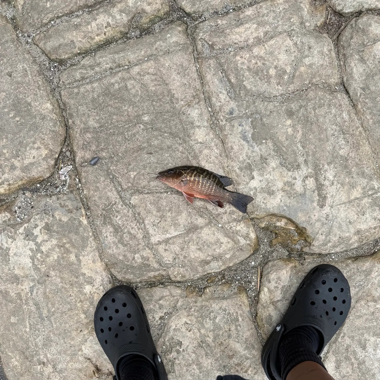 The most recent Mangrove snapper catches on Fishbrain
