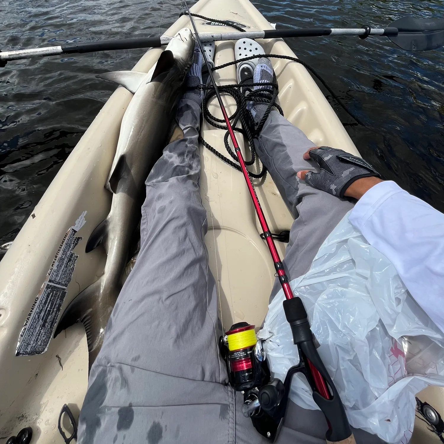 The most recent Blacknose shark catches on Fishbrain