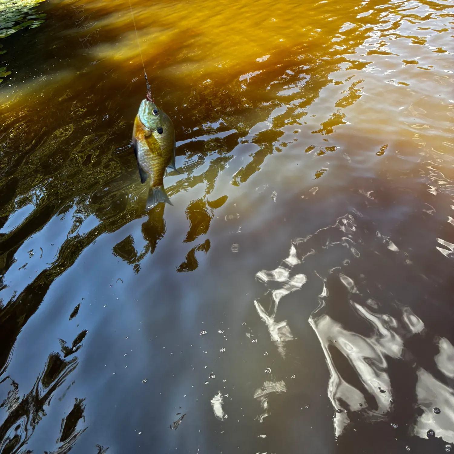 Bluegill caught on Fishbrain